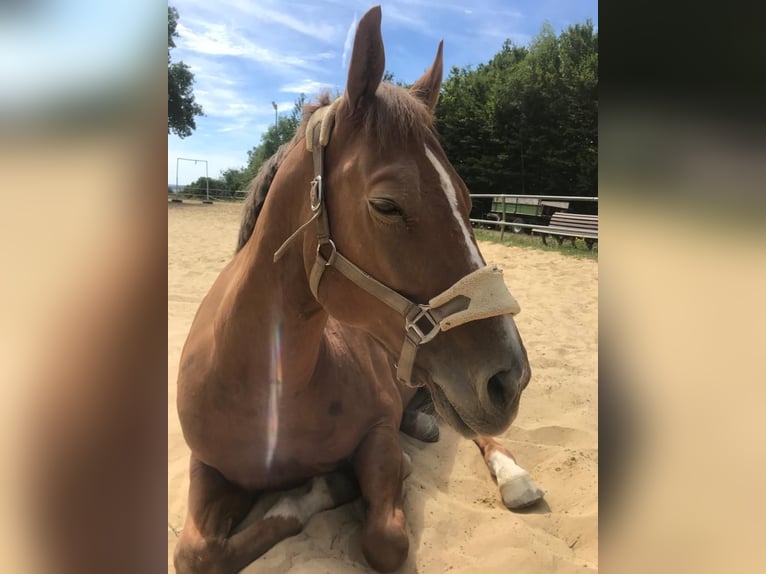 American Quarter Horse Gelding 16 years 15 hh Chestnut-Red in Trierweiler