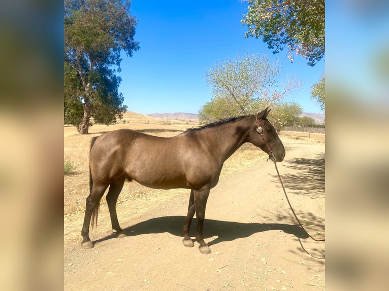 American Quarter Horse Gelding 16 years 15 hh Grullo in Tres Pinos