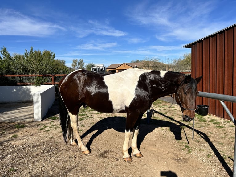 American Quarter Horse Mix Gelding 16 years 15 hh Pinto in Scottsdale
