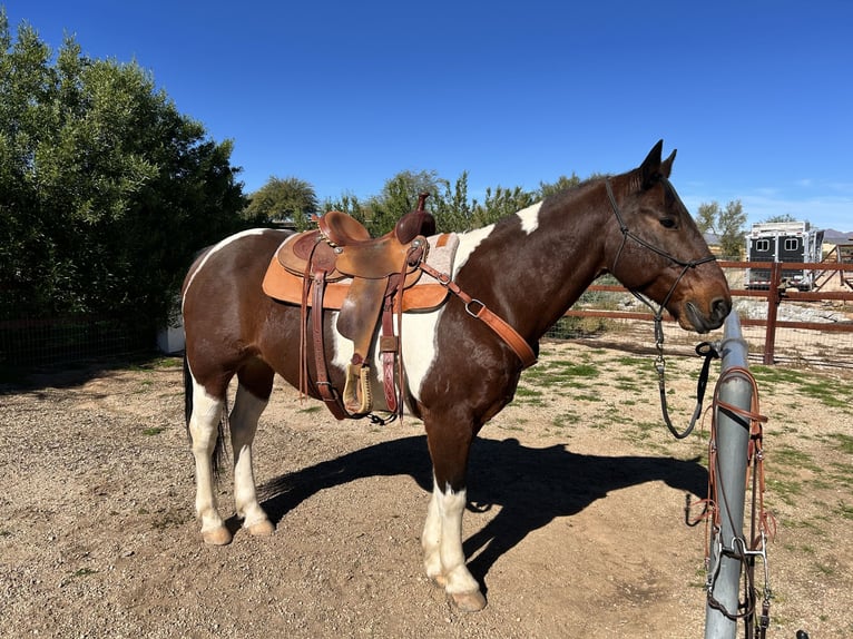 American Quarter Horse Mix Gelding 16 years 15 hh Pinto in Scottsdale