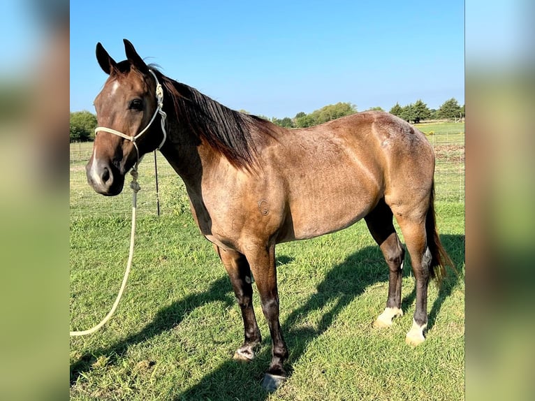 American Quarter Horse Gelding 16 years 15 hh Roan-Bay in ravenna TX