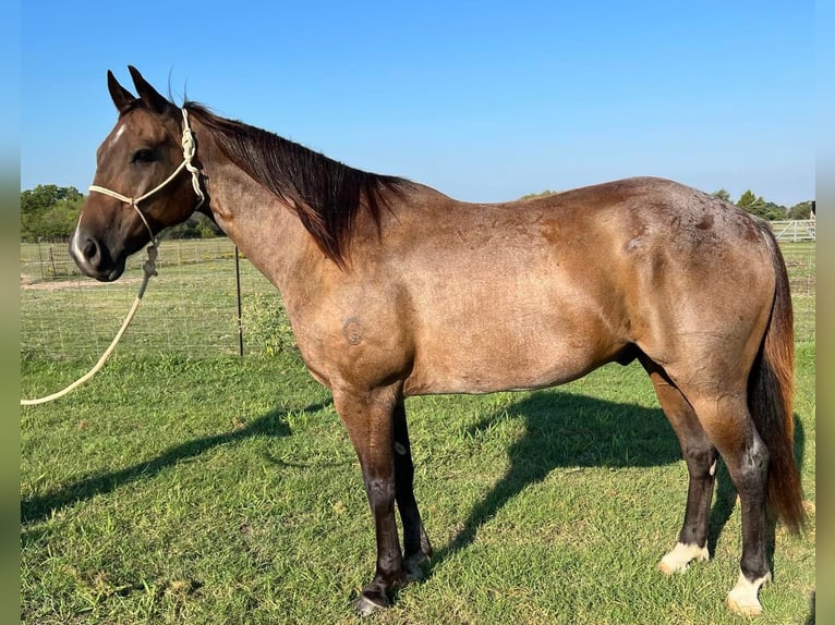 American Quarter Horse Gelding 16 years 15 hh Roan-Bay in ravenna TX