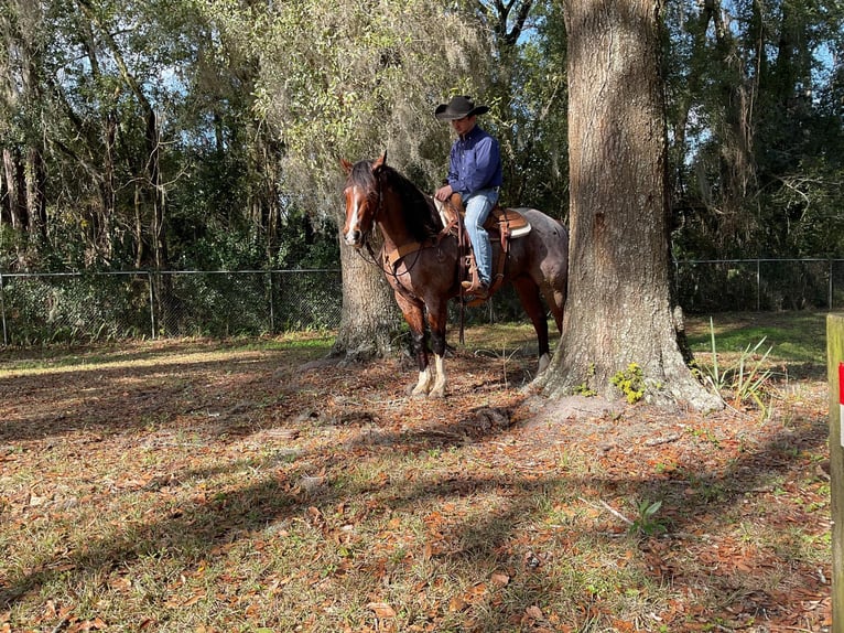 American Quarter Horse Gelding 16 years 15 hh Roan-Bay in Sweet Springs MO