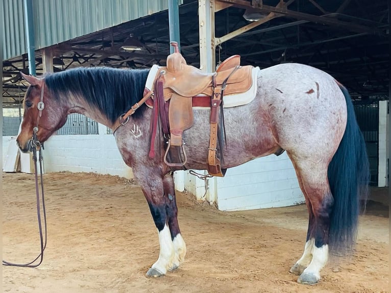 American Quarter Horse Gelding 16 years 15 hh Roan-Bay in Sweet Springs MO