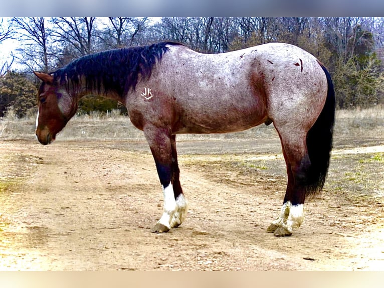 American Quarter Horse Gelding 16 years 15 hh Roan-Bay in Sweet Springs MO