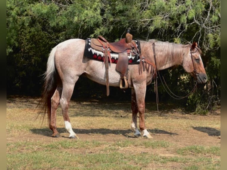 American Quarter Horse Gelding 16 years 15 hh Roan-Red in cleburne Tx