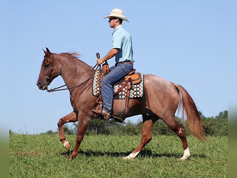 American Quarter Horse Gelding 16 years 15 hh Roan-Red in Mount Vernon KY