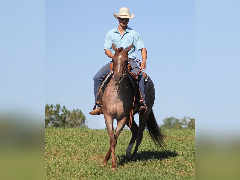 American Quarter Horse Gelding 16 years 15 hh Roan-Red in Mount Vernon KY