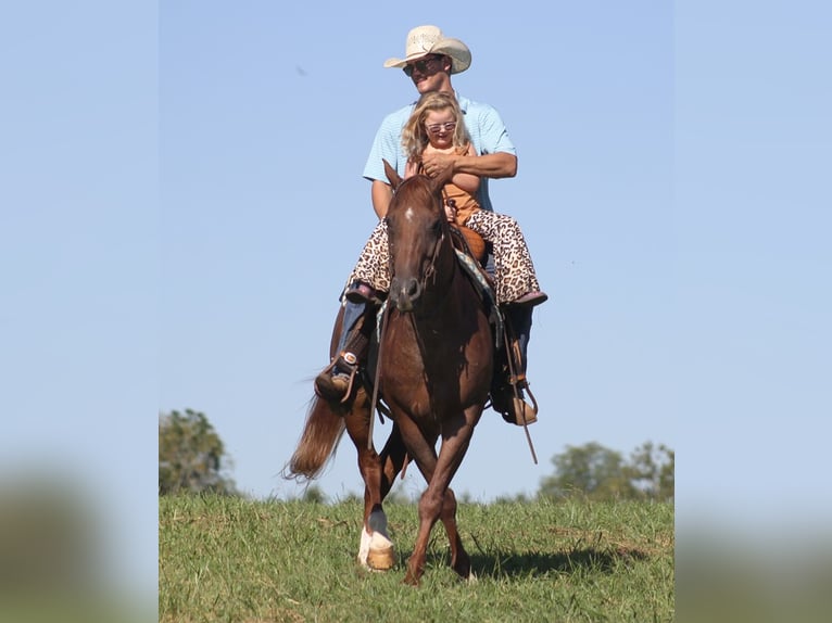 American Quarter Horse Gelding 16 years 15 hh Roan-Red in Mount Vernon KY