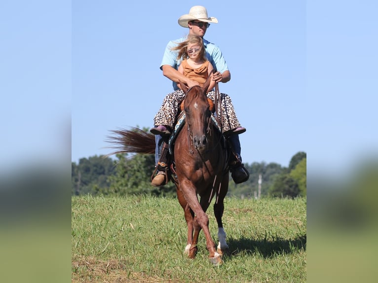 American Quarter Horse Gelding 16 years 15 hh Roan-Red in Mount Vernon KY