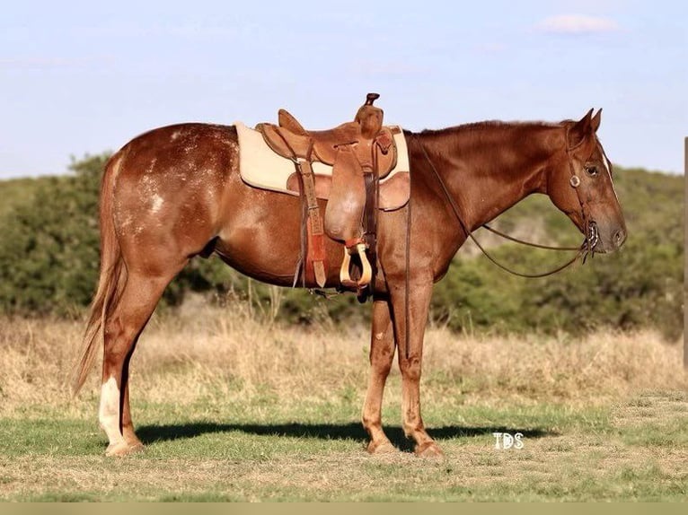 American Quarter Horse Gelding 16 years 15 hh Roan-Red in Weatherford TX