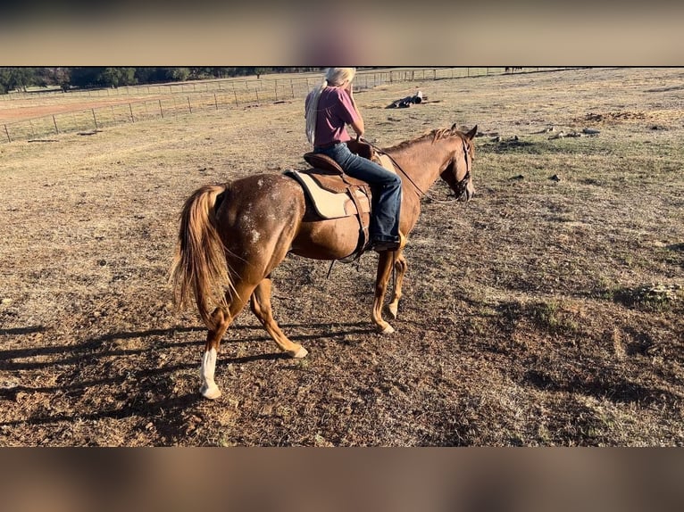 American Quarter Horse Gelding 16 years 15 hh Roan-Red in Weatherford TX