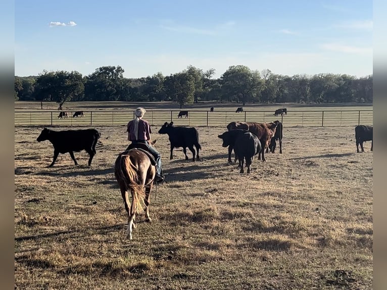 American Quarter Horse Gelding 16 years 15 hh Roan-Red in Weatherford TX