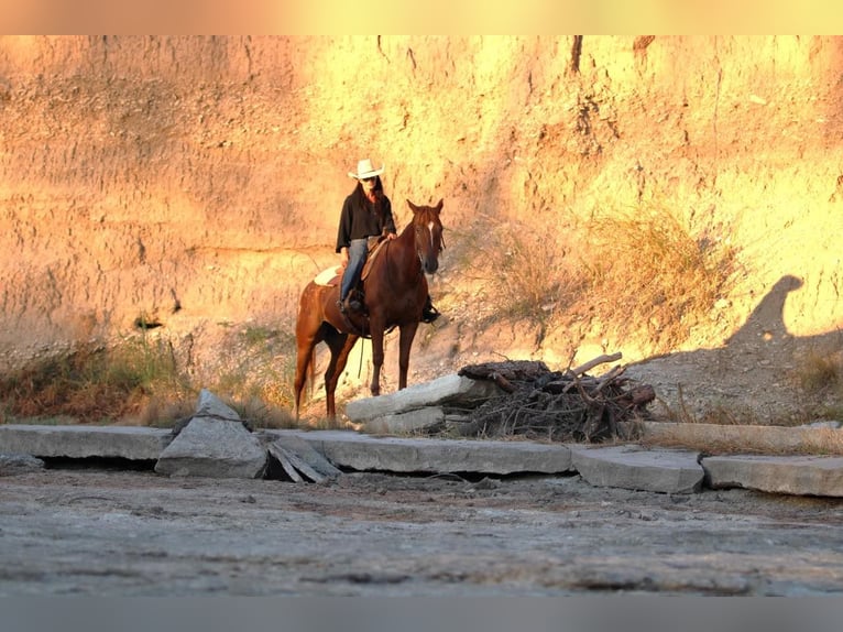 American Quarter Horse Gelding 16 years 15 hh Roan-Red in Weatherford TX