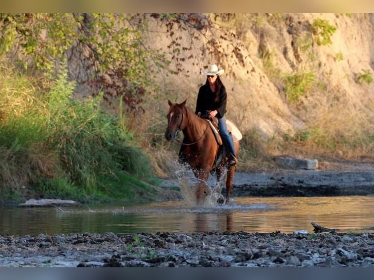 American Quarter Horse Gelding 16 years 15 hh Roan-Red in Weatherford TX