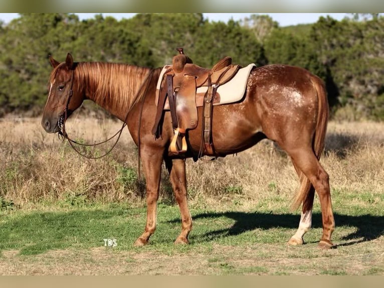 American Quarter Horse Gelding 16 years 15 hh Roan-Red in Weatherford TX