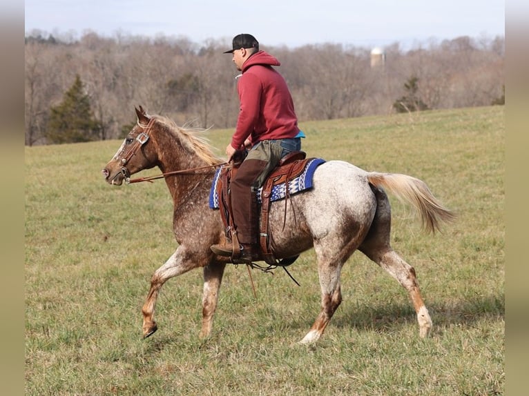 American Quarter Horse Gelding 16 years 15 hh Roan-Red in Whitley city Ky