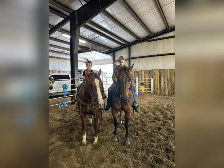 American Quarter Horse Gelding 16 years 15 hh Sorrel in Corsica