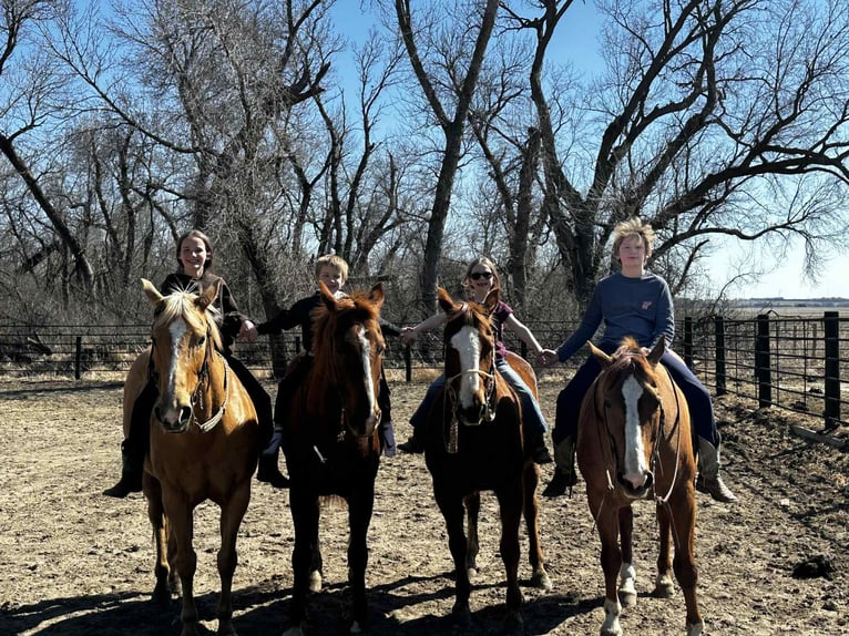 American Quarter Horse Gelding 16 years 15 hh Sorrel in Corsica
