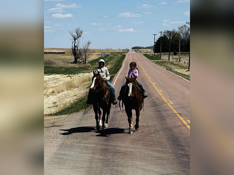 American Quarter Horse Gelding 16 years 15 hh Sorrel in Corsica