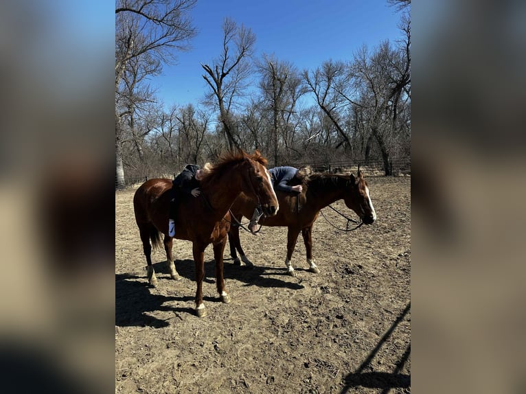 American Quarter Horse Gelding 16 years 15 hh Sorrel in Corsica