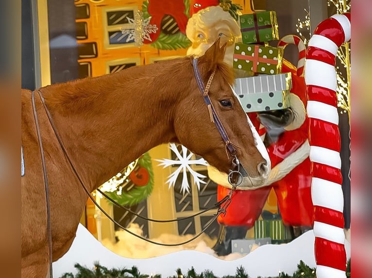 American Quarter Horse Gelding 16 years 15 hh Sorrel in Mt Hope Al