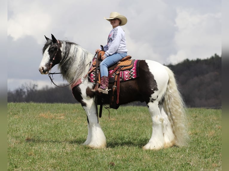 American Quarter Horse Gelding 16 years 15 hh Tobiano-all-colors in Brodhead, KY