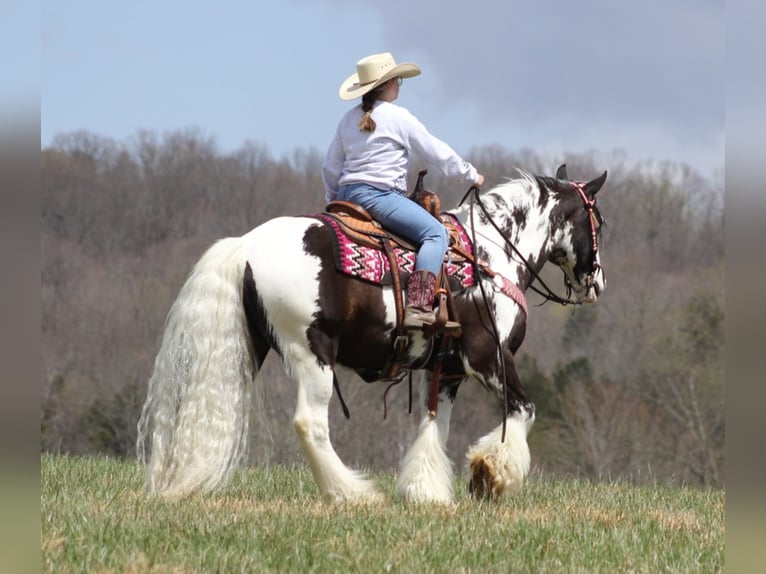 American Quarter Horse Gelding 16 years 15 hh Tobiano-all-colors in Brodhead, KY
