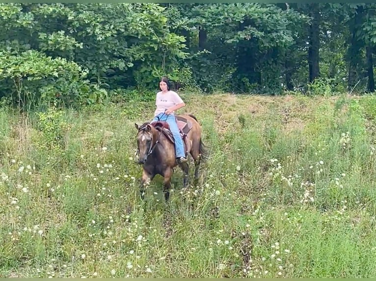 American Quarter Horse Gelding 16 years 15,2 hh Buckskin in Borden In