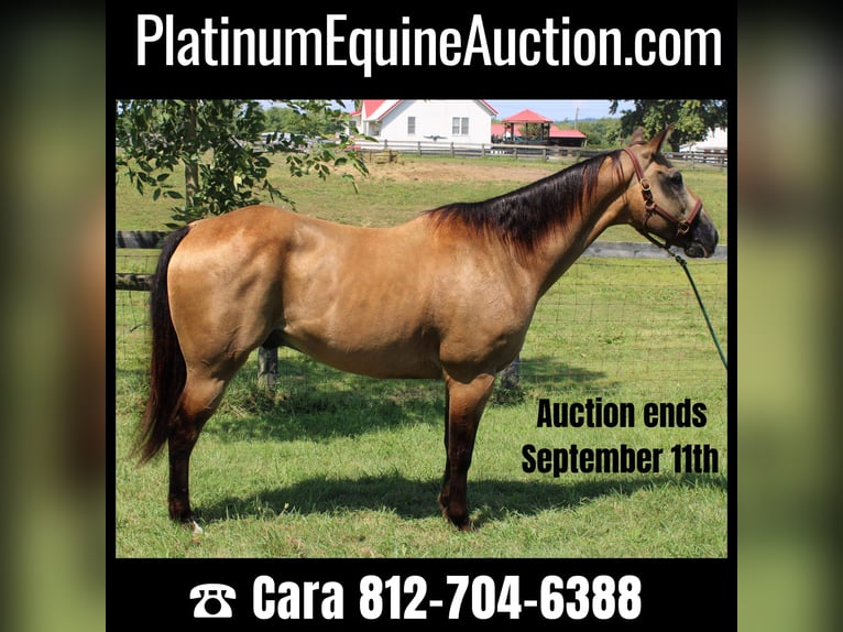 American Quarter Horse Gelding 16 years 15,2 hh Buckskin in Borden In
