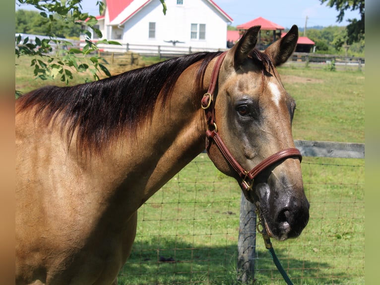 American Quarter Horse Gelding 16 years 15,2 hh Buckskin in Borden In