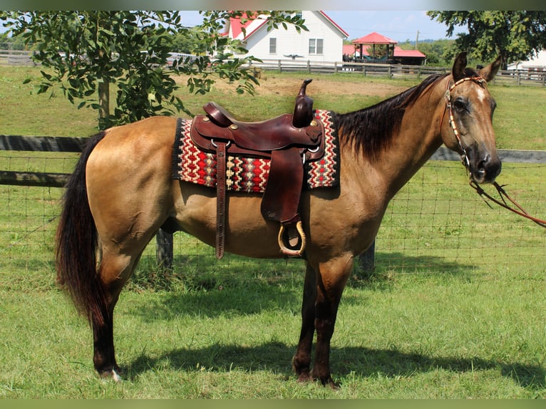 American Quarter Horse Gelding 16 years 15,2 hh Buckskin in Borden In