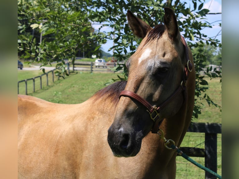 American Quarter Horse Gelding 16 years 15,2 hh Buckskin in Borden In