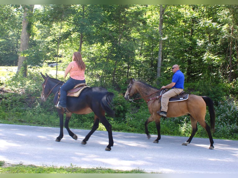 American Quarter Horse Gelding 16 years 15,2 hh Buckskin in Borden In