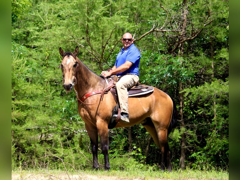 American Quarter Horse Gelding 16 years 15,2 hh Buckskin in Borden In