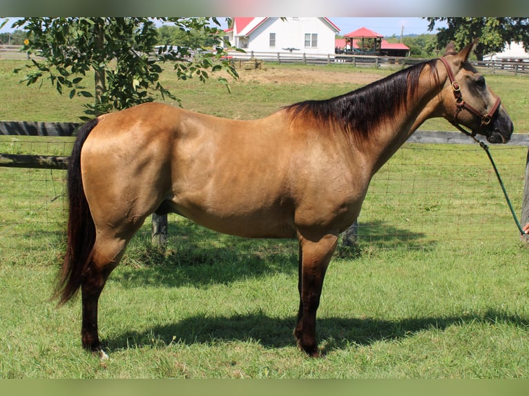 American Quarter Horse Gelding 16 years 15,2 hh Buckskin in Borden In