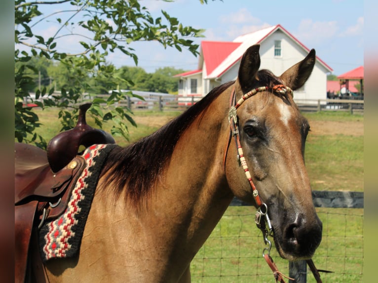 American Quarter Horse Gelding 16 years 15,2 hh Buckskin in Borden In