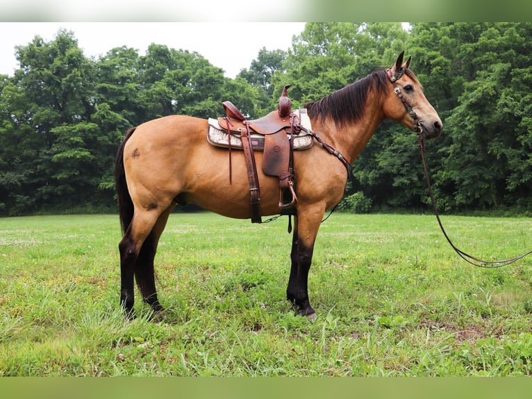 American Quarter Horse Gelding 16 years 15,2 hh Buckskin in Hillsboro KY