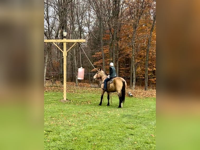 American Quarter Horse Gelding 16 years 16,1 hh Buckskin in Everette PA