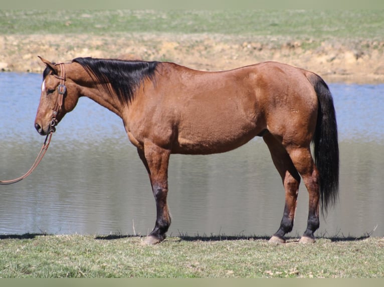 American Quarter Horse Gelding 16 years 16,1 hh Dun in Whitley City, KY