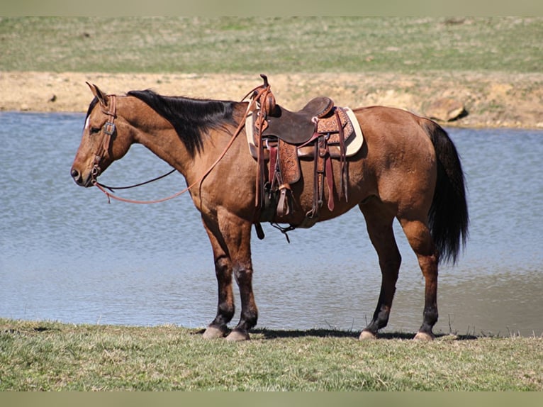 American Quarter Horse Gelding 16 years 16,1 hh Dun in Whitley City, KY