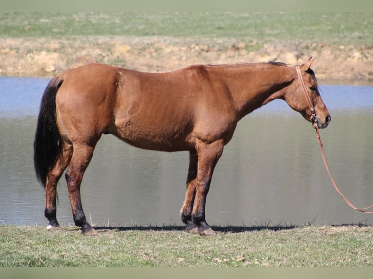 American Quarter Horse Gelding 16 years 16,1 hh Dun in Whitley City, KY