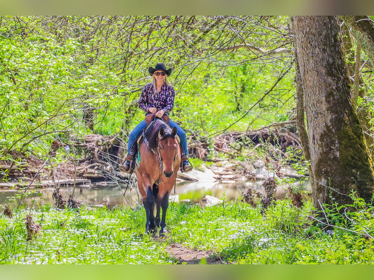 American Quarter Horse Gelding 16 years 16,1 hh Roan-Bay in Flemingsburg Ky