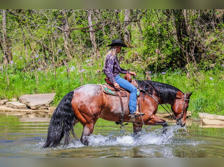 American Quarter Horse Gelding 16 years 16,1 hh Roan-Bay in Flemingsburg Ky