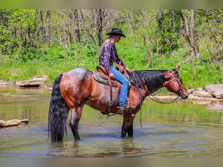 American Quarter Horse Gelding 16 years 16,1 hh Roan-Bay in Flemingsburg Ky