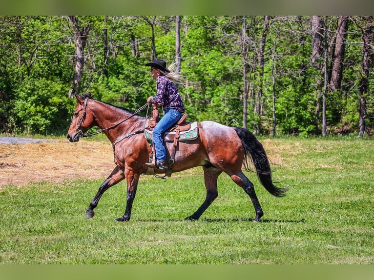 American Quarter Horse Gelding 16 years 16,1 hh Roan-Bay in Flemingsburg Ky