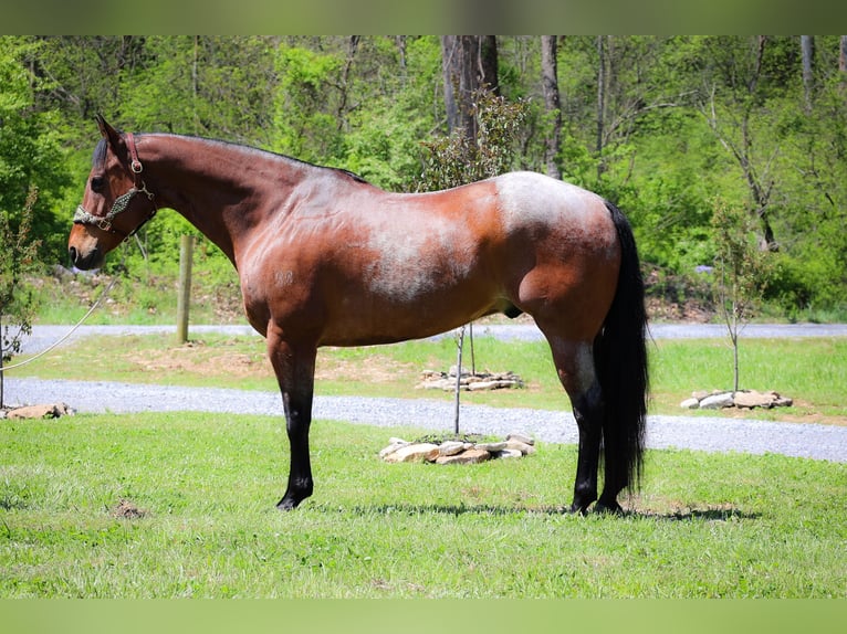 American Quarter Horse Gelding 16 years 16,1 hh Roan-Bay in Flemingsburg Ky