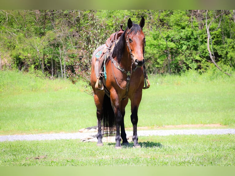 American Quarter Horse Gelding 16 years 16,1 hh Roan-Bay in Flemingsburg Ky