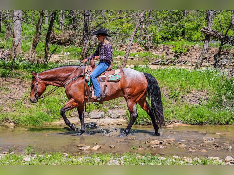 American Quarter Horse Gelding 16 years 16,1 hh Roan-Bay in Flemingsburg Ky