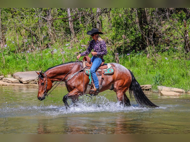 American Quarter Horse Gelding 16 years 16,1 hh Roan-Bay in Flemingsburg Ky